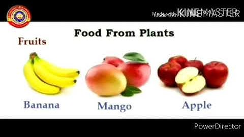 KRSMA#Standard 5 Basic Science Part 1 Chapter 1 Know The Plant World Closely