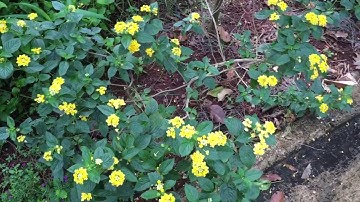 Hướng dẫn trồng hoa Trâm Ổi làm rực rỡ khu vườn