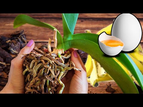 Video: Cochleata orhideehooldus: õppige karpikarpe kasvatama
