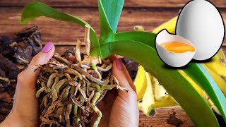 14 Easy Steps: Orchid Care For Beginners | Phalaenopsis orchid care for beginners | iKnow screenshot 2