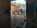 Dogo Argentinos casal e Pastora Alemão cinza