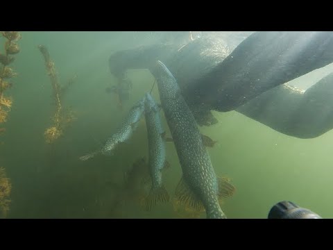 Подводная охота в подмосковье водоемы на карте
