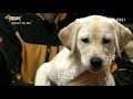 EBS 스페셜 프로젝트 - 세상에 나쁜 개는 없다 1부-말썽꾸러기 먹보 보리 / 서산의 작은 폭군 봉구_#001
