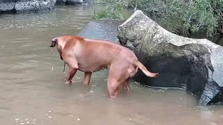 Well Muscled Rhodesian Ridgeback Gets Wet but Won't Swim by dauntless 113 views 1 year ago 25 seconds