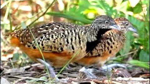 chim cút mồi chuẩn nhất luôn rất hay đi bẫy