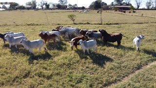 P165 Desarrollada por una mujer: Buenavista, ganadería de campeones.