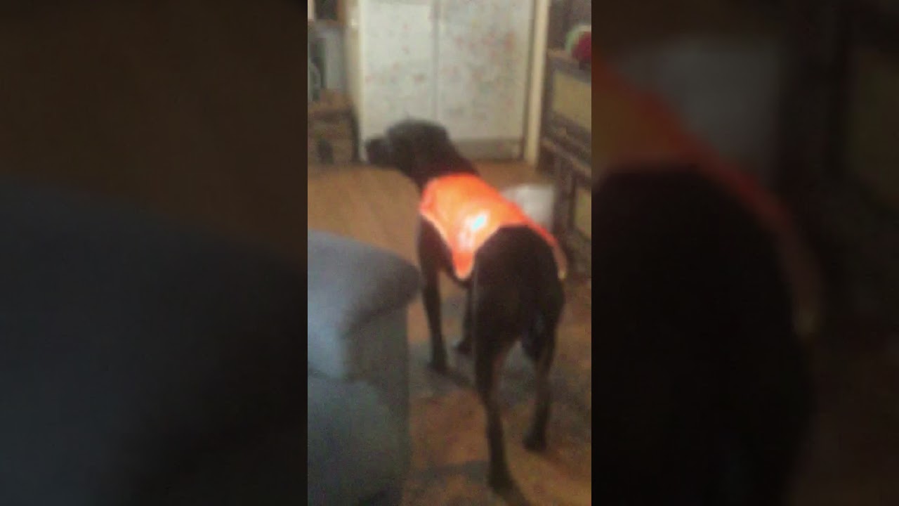 Knoebels the safety dog YouTube