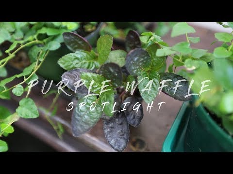 Vidéo: Waffle Plant Care - Conseils pour cultiver des plantes à gaufres à l'intérieur