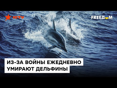 Фото Массовая ГИБЕЛЬ дельфинов! Из-за войны УМИРАЮТ животные в Черном море