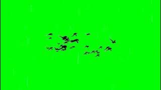 Birds Flying Green Screen 4k