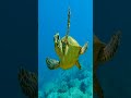 Las Tortugas Marinas Tienen un GPS Natural 🐢🧭😲