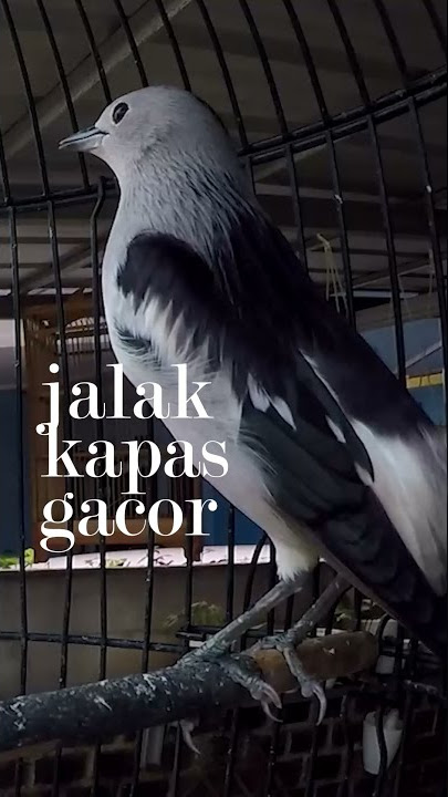 Jalak Kapas Gacor Niy