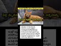 పెంపుడు పిల్లి కోసం ప్రాణం తీసుకున్న అమ్మాయి #viral #sad #death #trending #shortvideos