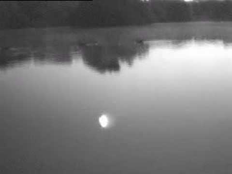 bats hunting (Myotis daubentonii)
