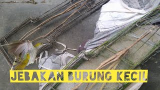 Mikat burung coho pakai jebak yg datang yg pkai topi