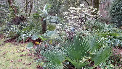 Palm trees & sound of tree frogs in Winter