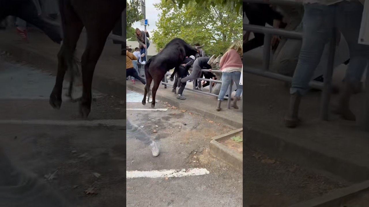 Grosse frayeur à Garons avec le taureau de la manade Cayzac