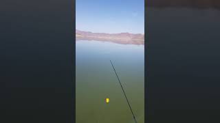 Embalse la Paloma (enero 2020)