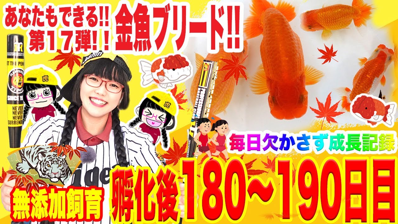 らんちゅう飼育 永久保存版 第17弾 水換えのタイミングは で判断せよ 品評会当歳 小之部 出品は くらいが有利 かも Youtube