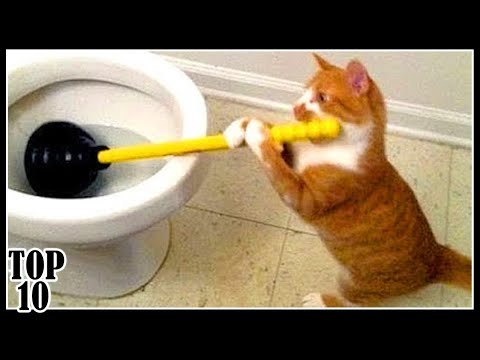 top-10-funniest-cat-videos-|-try-not-to-laugh-challenge