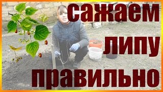 Посадка липы Уход за липой Как сажать липу огород сад розарий цветник