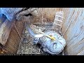 Big snake becomes prey at barred owl nest  april 4 2023