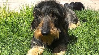 Happy rainy day for a cute dachshund ❤❤❤ #TeddyTheDachshund