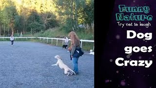 Woman leaves Dog from the leash then something goes crazy! 2017 by Funny Nature 254 views 6 years ago 53 seconds