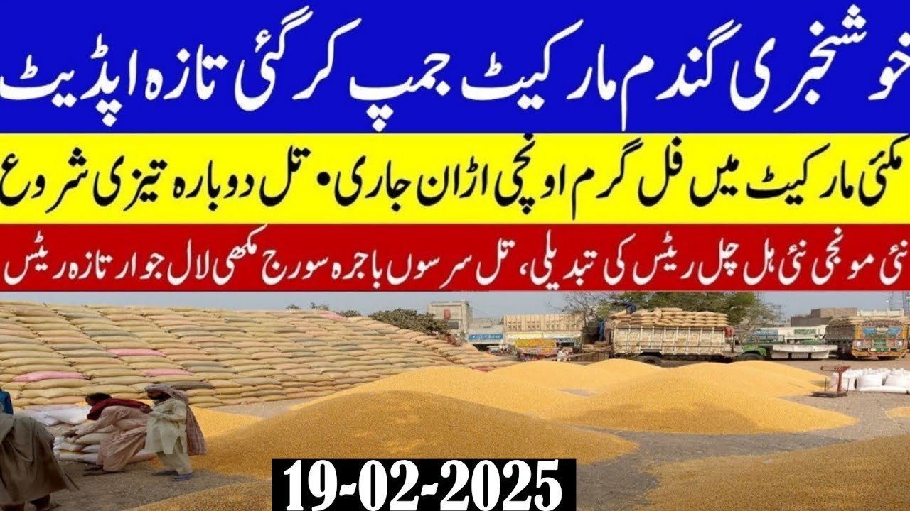 wheat Future price 2025/today wheat price/Munji dhaan rates/till bajra ...