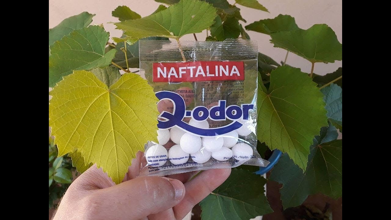Quanto Tempo Dura O Cheiro Da Naftalina