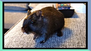Why I decided to keep my gerbil solo *for now* | One of my gerbils passed away