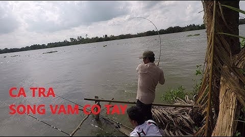 CÂU CÁ TRA SÔNG VÀM CỎ TÂY | MỒI CÂU CÁ TRA SÔNG HUỲNH KHOA