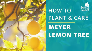 Improved Meyer Lemon Tree | How to Plant and Care