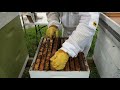 A short  how to check a bee hive and honey extraction