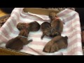 ５つ子の柴犬赤ちゃん　産まれた直後の様子