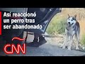 Husky abandonado en la carretera corre desesperado tras su dueño en desgarrador video