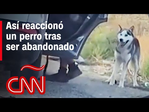 Video: Hombre Abandona A Un Perro En Un Clima Gélido