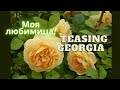 Ароматная желтая английская роза Тизинг Джорджия (Teasing Georgia Austin)Розы Дэвида Остина(остинки)