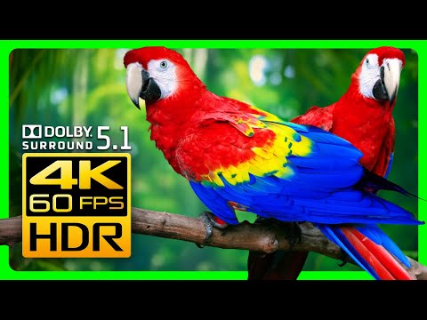 Видео: Разноцветные попугаи ара в 4K HDR 60fps- Красивые птицы и расслабляющие лесные звуки.