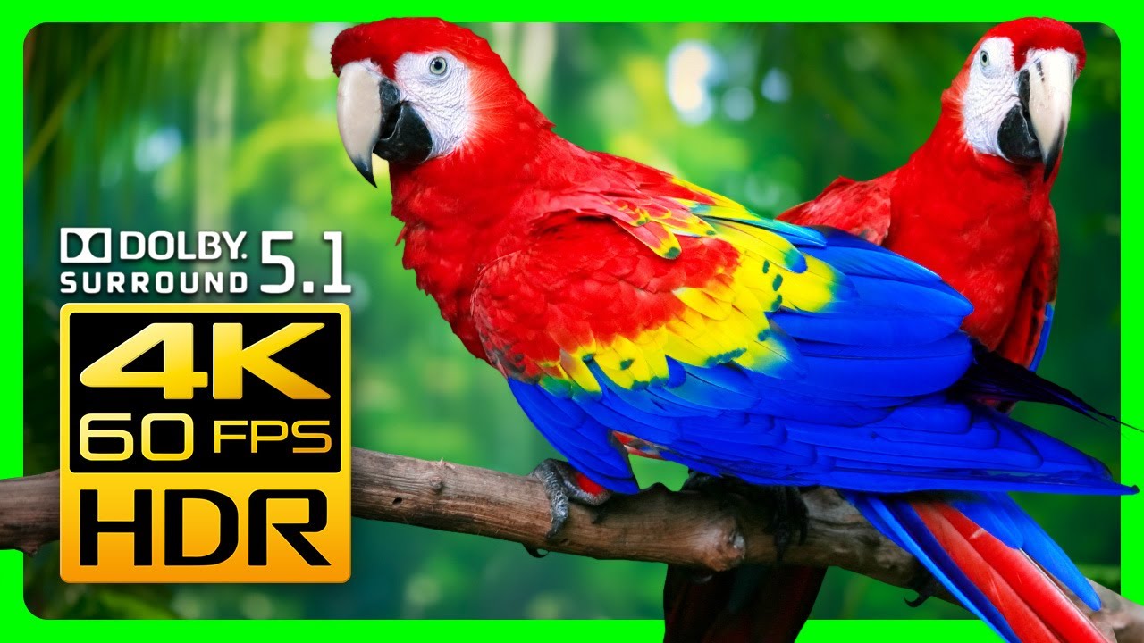 Stunning Colorful Macaws in 4K HDR 60fps &amp; Dolby Surround 5.1 - Relaxing Birds &amp; Nature Sounds