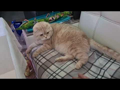 Недовольный кот - YouTube