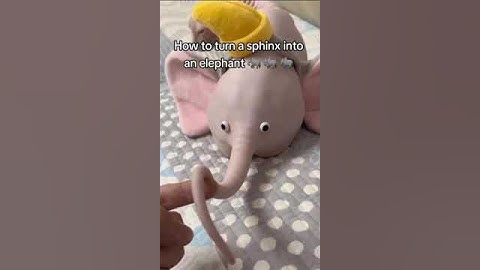 Why not? 😂 #catlife #cat #felinelaughs #cats #catlover #felineantics #catlovers #hilariouskitties