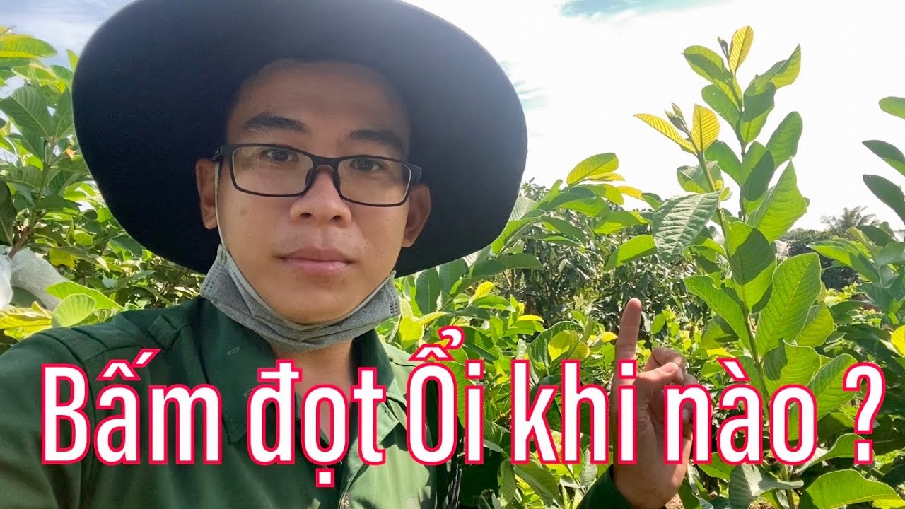 #33 Tỉa cành tạo tán cho cây Ổi và bấm đọt Ổi vào mùa... - youtube