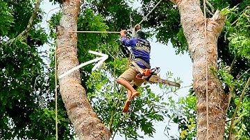 Cưa cây Xà Cừ siêu khổng lồ, siêu cao / Sawing a super giant, super tall Nacre tree | 1/2 | T586