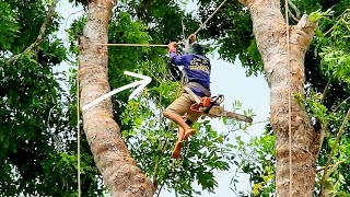 Cưa cây Xà Cừ siêu khổng lồ, siêu cao / Sawing a super giant, super tall Nacre tree | 1/2 | T586