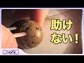 卵の孵化は助けない！