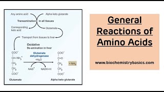 General Reactions of Amino Acids With Examples || Amino Acids Reactions