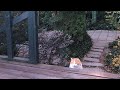 Funny Face/シャムキャッツ 弾き語りカバー