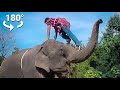 Dark Truth of Elephant Riding - a VR 180 Experience