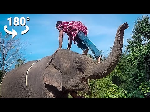 Dark Truth of Elephant Riding – a VR 180 Film